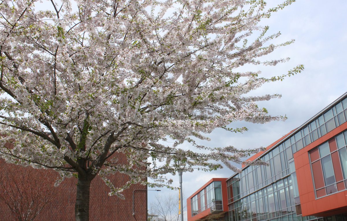 AdelphiU's tweet image. Gotta love #SpringAtAdelphi