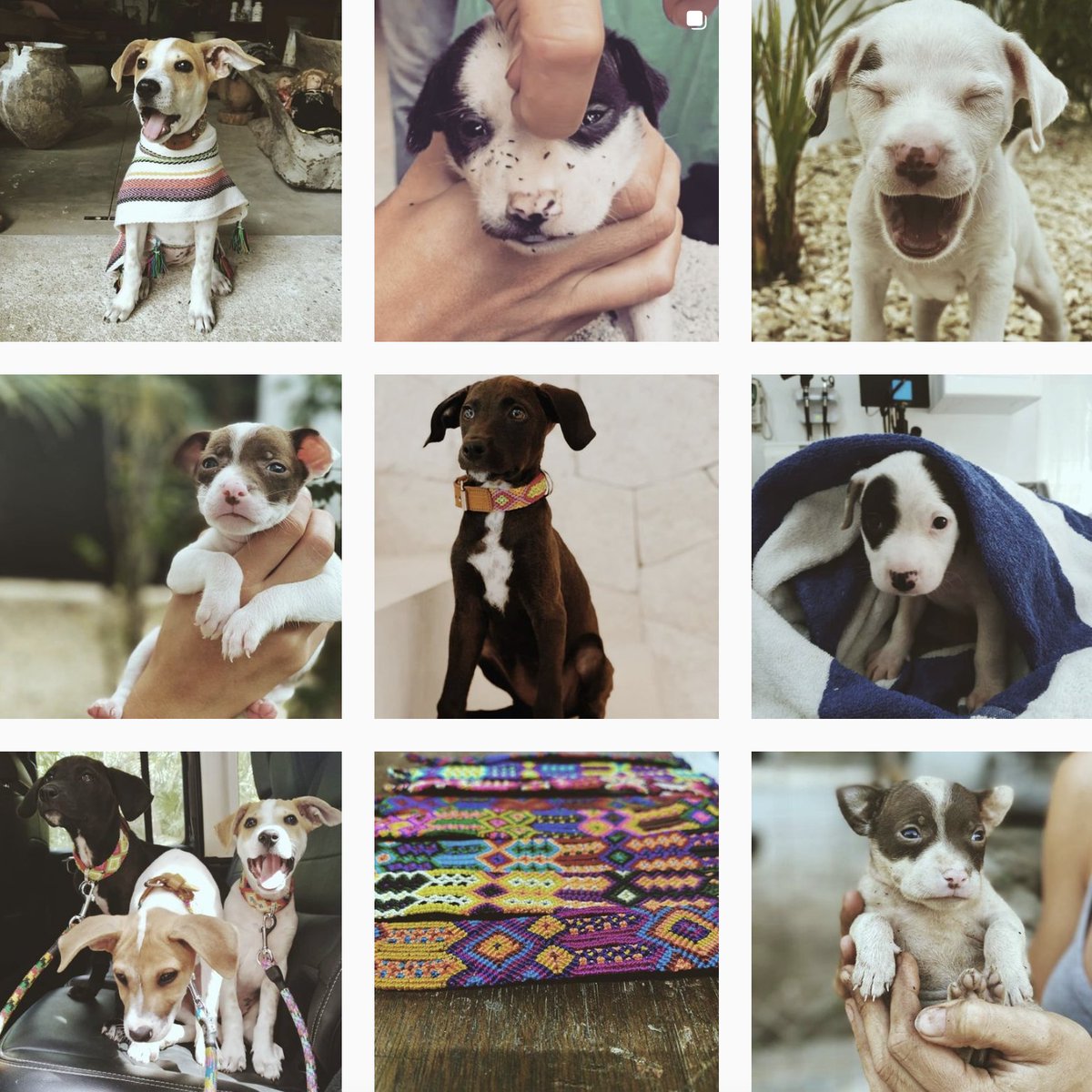 The Tejido launches today. They're protecting &amp; rescuing dogs in Mexico. A collar for your pup covers the cost of a stray dog's collar, vaccines &amp; ability to get fixed. A project I've had the honour of supporting over the last while. Link in their IG bio: instagram.com/thetejido/