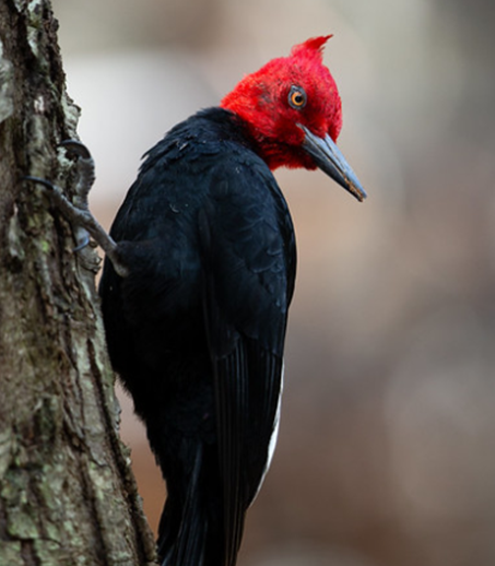 Red Skull / Magellanic woodpecker ( Jono Dashper)