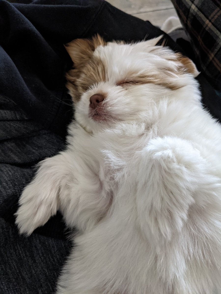 Such a hard life Lola has.  Playing, eating and naps all day long.  Where do I sign up??