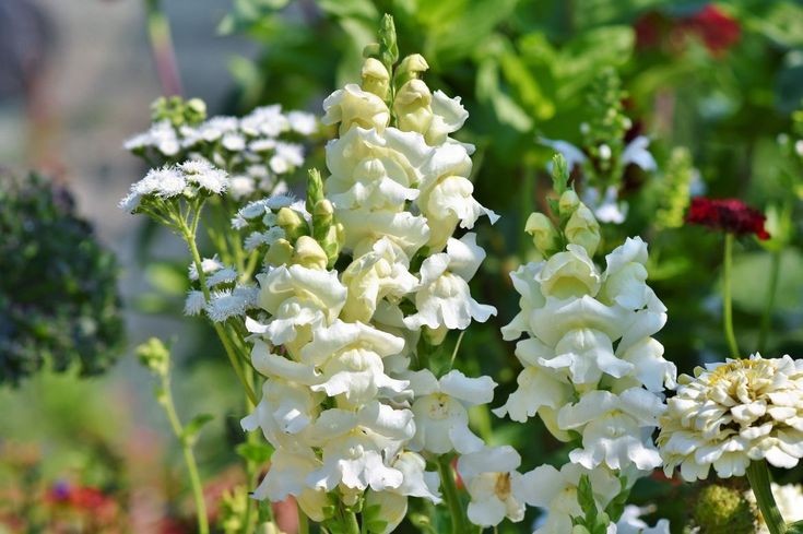 ❀ Anthirrhium flavidus: muflier- snapdragon~It's a little complicated to use them because they are really long, but they're so pretty.Definitely one of my favorite flowers 9/10