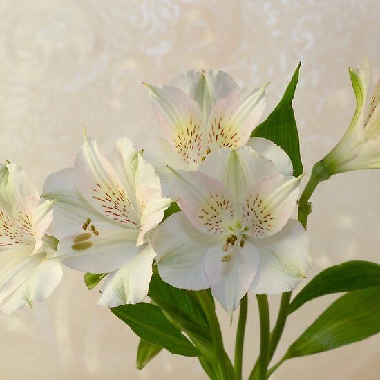 ❀ Alstromeria: alstromeria - peruvian lily~If I could not use these I would. It's funny because they either look beautiful or ugly, no in between5/10