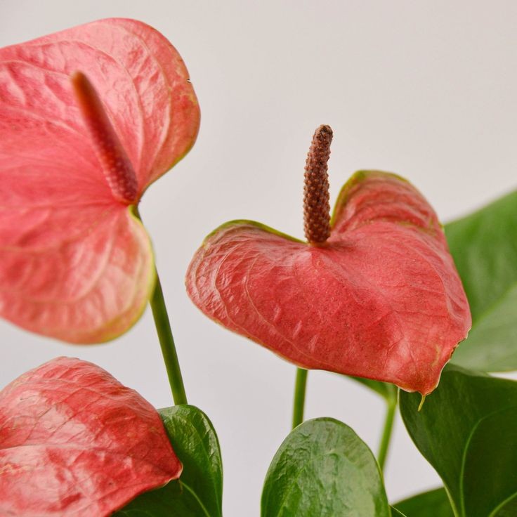 ❀ Anthurium andreanum: anthurium~I love this plant so much, but I'm scared to use the flowers in bouquets or "des compositions florales" , so I just avoid it8/10