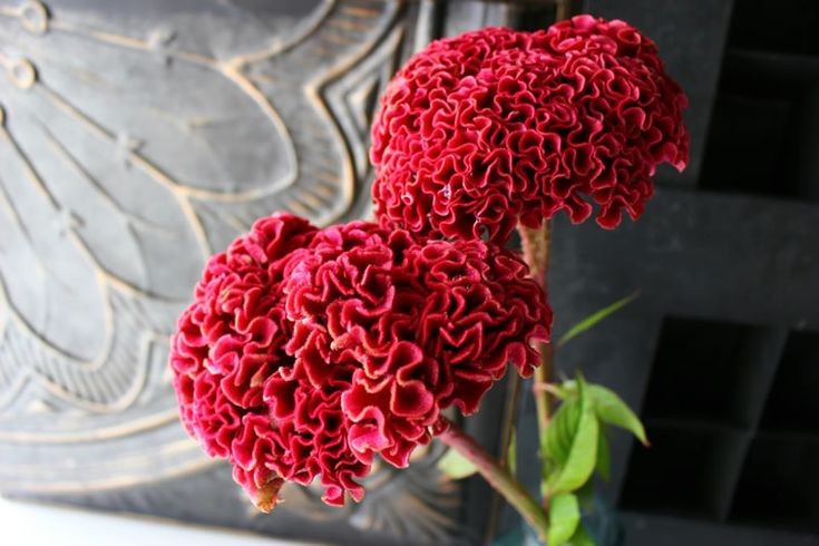 ❀ Celosia cristata: celosie crête de coq - cockscomb~It looks like a brain, I like it7/10