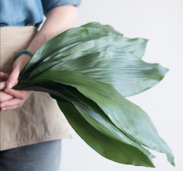 ✿ Aspidistra elatior: aspidistra - cast iron plant~I use this literally all the time, it's a nice looking foliage. Not a fan of it but it's useful7/10