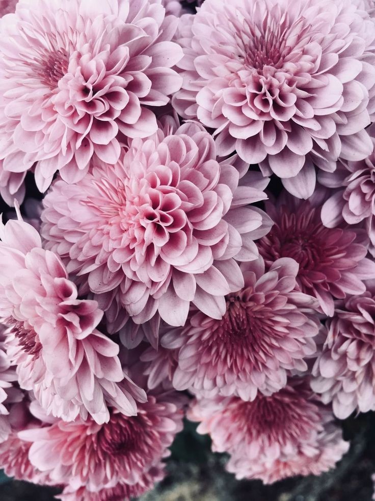 ❀ Chrysanthemum: chrysanthème - mums~I know french people hate chrysanthemums, but I love them so much. There's so many kind with different shapes, colors and names. I love it9/10