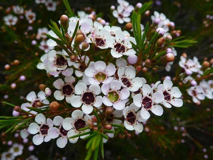 ❀ Chamaelaucium unciatum: wax flower - geraldton wax~Someone asks my boss to buy more of these, please.It's a little weird looking, but I love it, and it smells like citrus!9/10