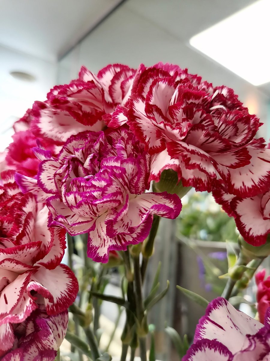 ❀ Dianthus barbatus: œillet-carnation~Another flower french people love to hate. I know there's a whole story behind, but come on, they are beautiful!8/10