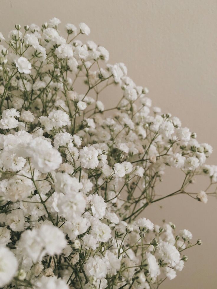 ❀ Gypsophila: gypsophile - baby's breath~I don't like pink, but pink baby's breath is prettier.It's always useful. I mostly use it to fill voids in "compositions florales" 6/10