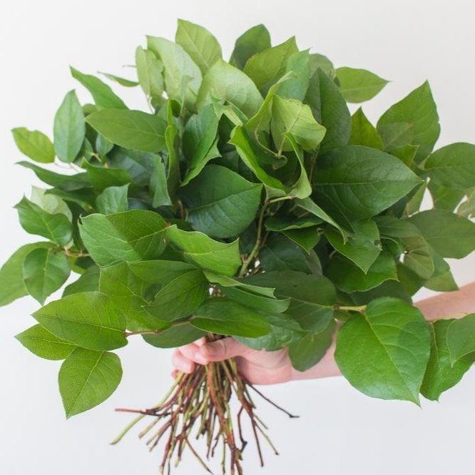 ✿ Gaultheria shallon: salal~Boring, just boring.Why is it always dirty...3/10