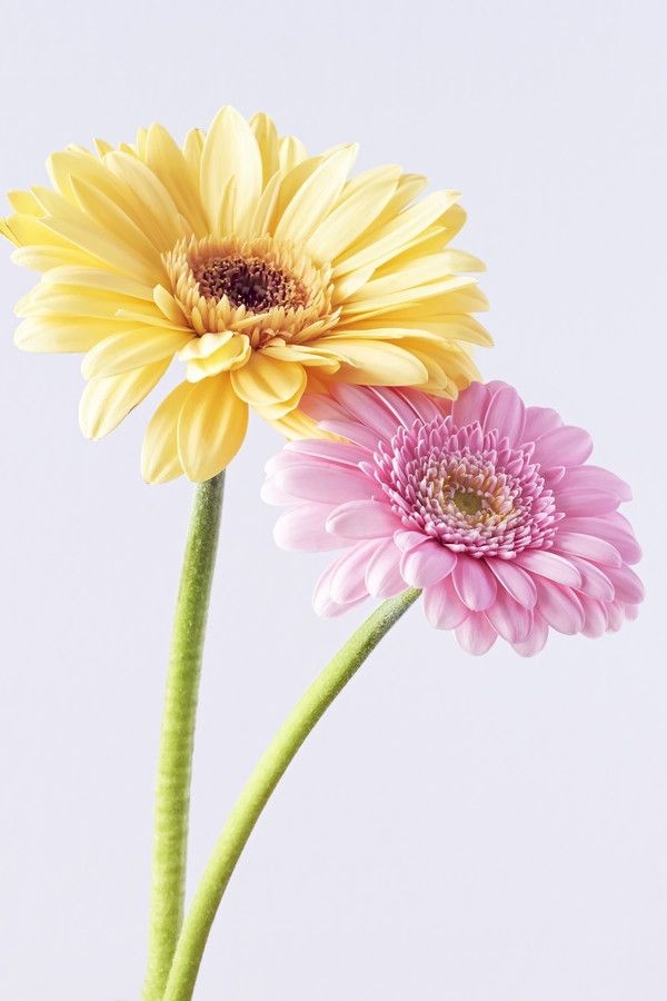 ❀ Gerbera jamesonii: gerbera (daisy)~ If you're french and you call these "des marguerites" i will hurt you.Some florists refuse to work with gerberas, which is understandable, but they're still pretty6/10