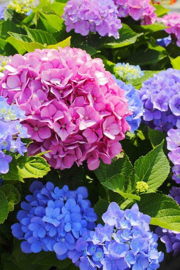 ❀ Hydrangea: hortensia-hydrangea~How can a flower be this pretty. Take me to Japan, please. They have the prettiest hydrangeas here. 10/10