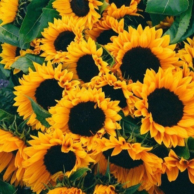 ❀ Helianthus: tournesol - sunflower~One of my favorite flowers ever. Sunflowers are beautiful, I love them so much! This shade of yellow is gorgeous. And if you don't know already, yellow is my favorite color! 10/10