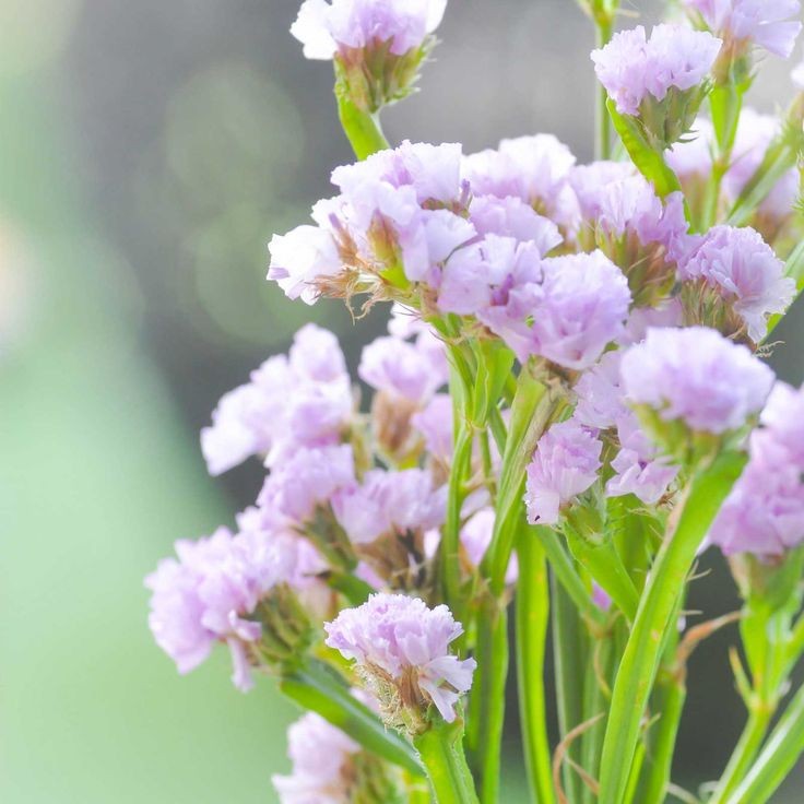 ❀ Limonium sinuatum: statice - wavyleaf sea lavender~I love it. The texture of the flowers is weird but they are really pretty9/10