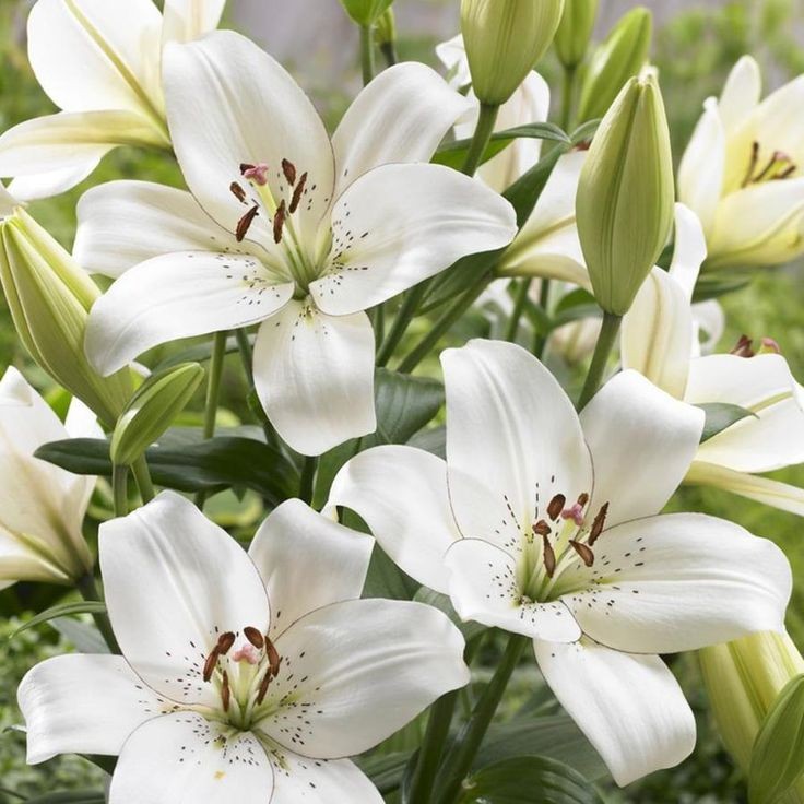 ❀ Lilium: lys - lily~ I'm sorry but it smells awful, I hate it.One of my colleague once said it smells like "des pâtes au jambon" and I can't stop thinking about it3/10