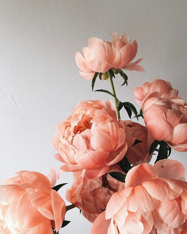 ❀ Paeonia: pivoine - peony~I hate peonies. Gentlemen listen; i know it's your girlfriends' favorite flower, but please stop asking if we have peonies every fucking day, thank you.