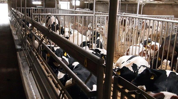 Gelderse kalverhouders die overstappen naar een duurzaam en vernieuwend stalsysteem kunnen daarvoor subsidie krijgen.
gelderland.nl/Nieuwsoverzich…