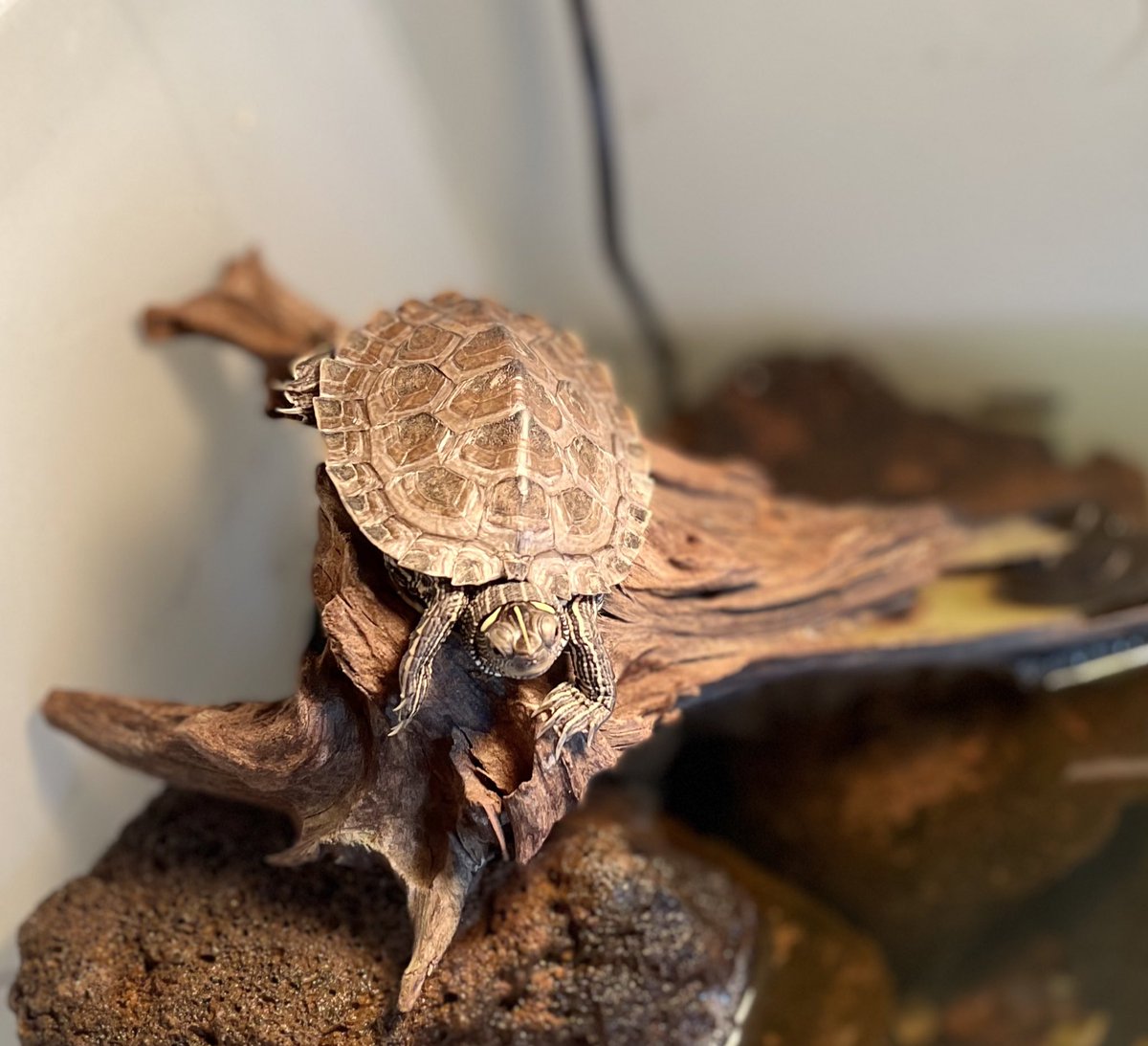 IlCasta's tweet photo. Take the sun in a lazy Monday afternoon. 🌞🐢 #waterturtle #sunny #bored #Furio #mapturtle https://t.co/BdYoO6N6qq