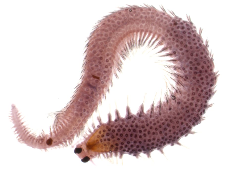 New preprint from us! We are very excited about this work, which is setting the foundation of our germline development and regeneration adventures in Platynereis dumerilii. #Platynereis #WormWednesday Here is one of our favorite images from this manuscript biorxiv.org/content/10.110…