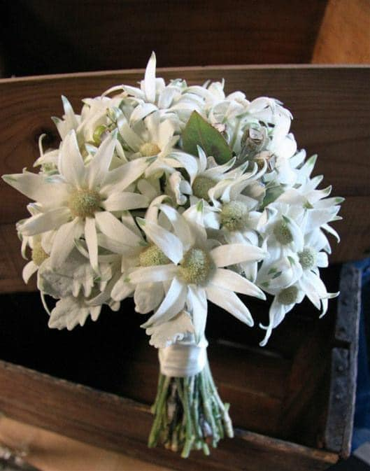 Des recherches scientifiques récentes ont démontré que le pouvoir antioxydant de l'#Edelweiss  était nettement supérieur à celui des produits classiques comme la vitamine E ou le rétinol
#diaterra #cosmetics #cosmetiquebio #cosmetiquesnaturels #soinantiage  #beauty #beautyaddict