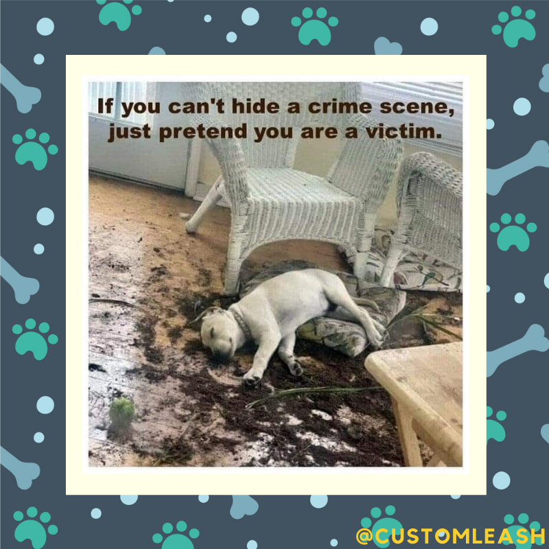 Or do that irresistible cute face, your owner won't get mad at you!
.⁠
.⁠
.⁠
.⁠
#puppylove #doglover #pets #mememonday #customleash #custom #products #smallbusinessproducts #retail #ecommerce #supportlocalbusiness #leash #dogproducts
#dogsoftwitter