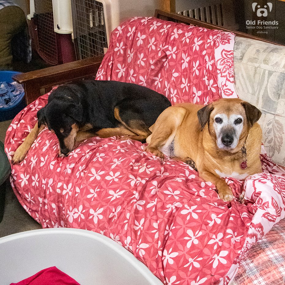 oldfriendssds's tweet photo. It's so sweet to watch Lady and L.B. start their mornings together. They always sleep on the same couch, and as you can see they are ladies of comfort! They are the best of friends! Good-morning from all of the Old Friends!
#ofsds #seniordogs #ofsdslady #ofsdslb #ofsdsgoodmorning https://t.co/mi6rmTxDvc