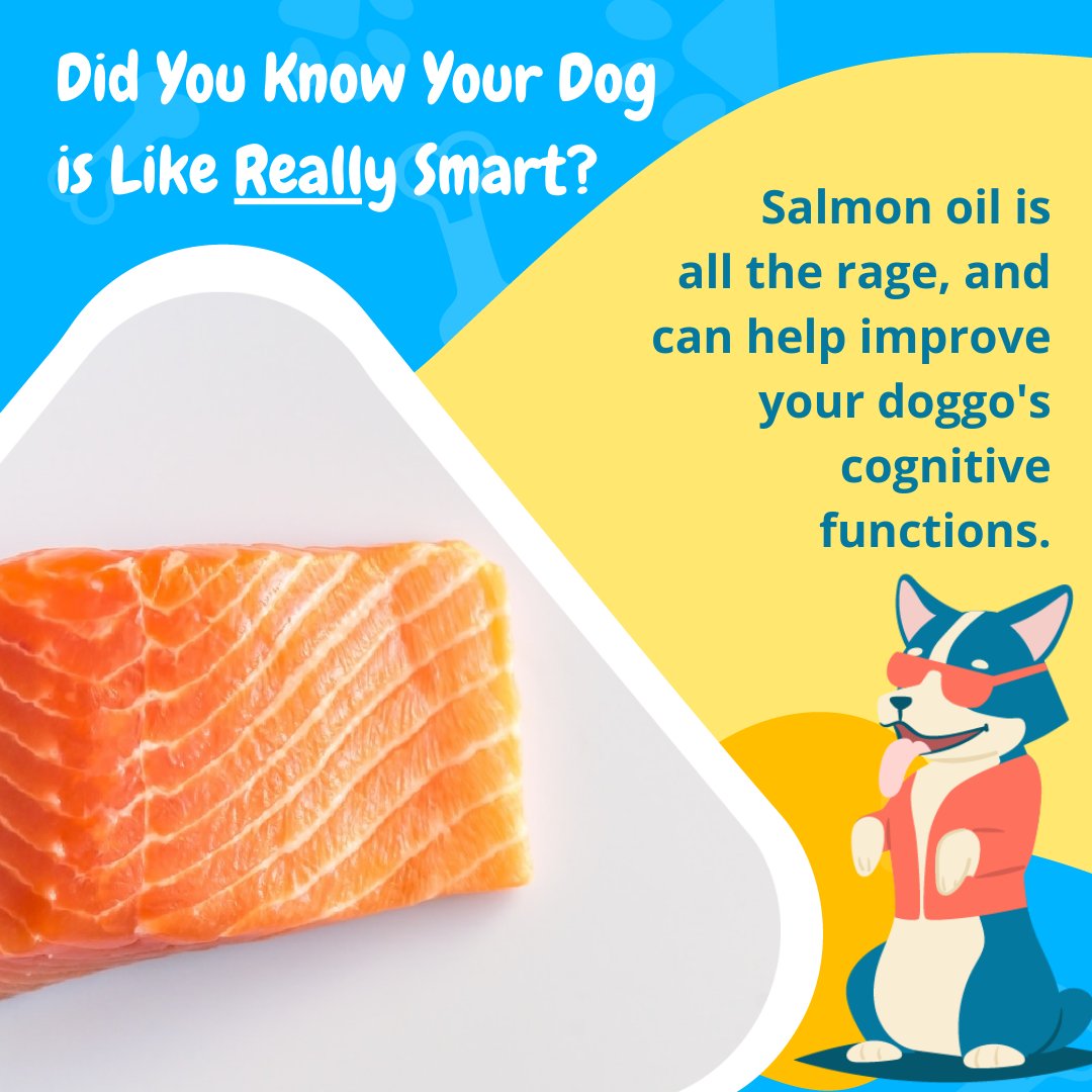 FetchDogTreats's tweet image. Your dog will be acing doggy training school in no time! 

#GoFetchHappy #FetchDogTreats #SafeForDogs #BenefitsofSalmon #HappyDog #HealthyDog #GoodDoggo #GoodDog #DogsOfTwitter