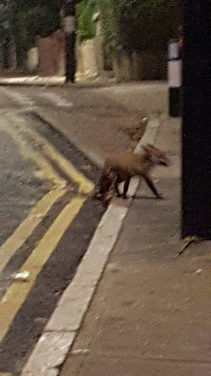 Sort of related... photos snapped of my beloved Kirkside Rd bus stand and my little fox friend! He/She was happy to see me the following week with snacks in hand.  I was happy to not potentially see the train people I'd embarrassed myself in front of the week before. 