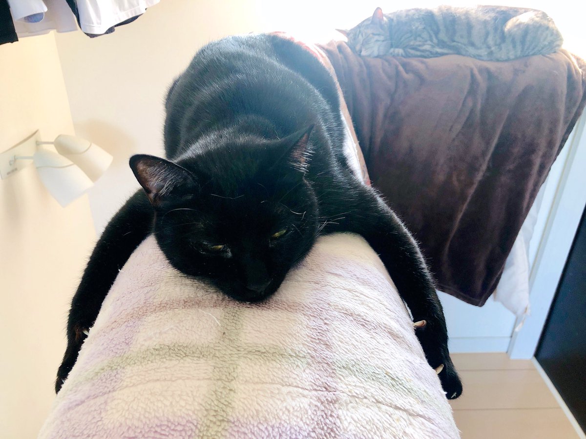 kgrmnk's tweet photo. 今年、初ふとんばさみ。
　#ねこ #ネコ #猫　
　#ぶっきーばさみ https://t.co/FHmd7MIozZ