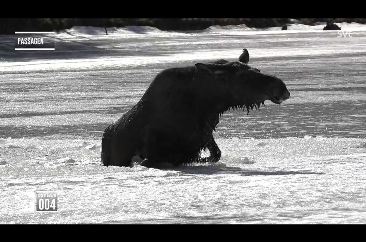 But also, one moose fell through the ice today. It got up alright though but it did take a while. Super scary!
