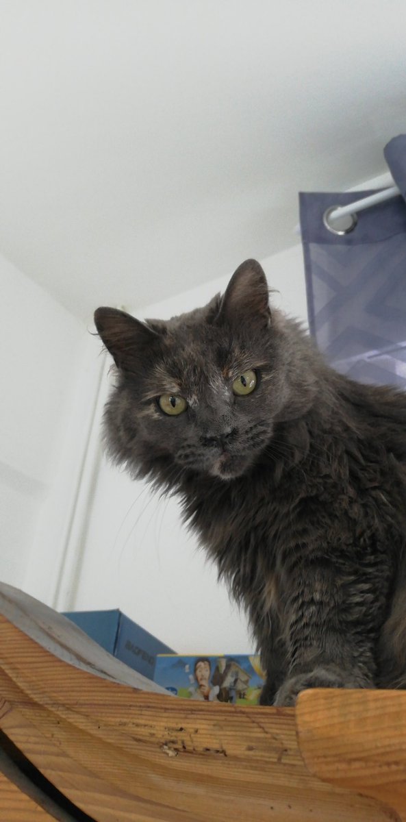 anadurie's tweet image. ⚠️⚠️⚠️⚠️⚠️
Mon chat s’est enfuit aux alentours du jardin public de cassel
 Elle répond au nom de lily 
Si vous la voyez ou si elle est coincée dans votre jardin venez me contacter en dm ou sur Facebook (ana durie) 
Merci à ceux qui retweet 
Elle est très importante à mes yeux