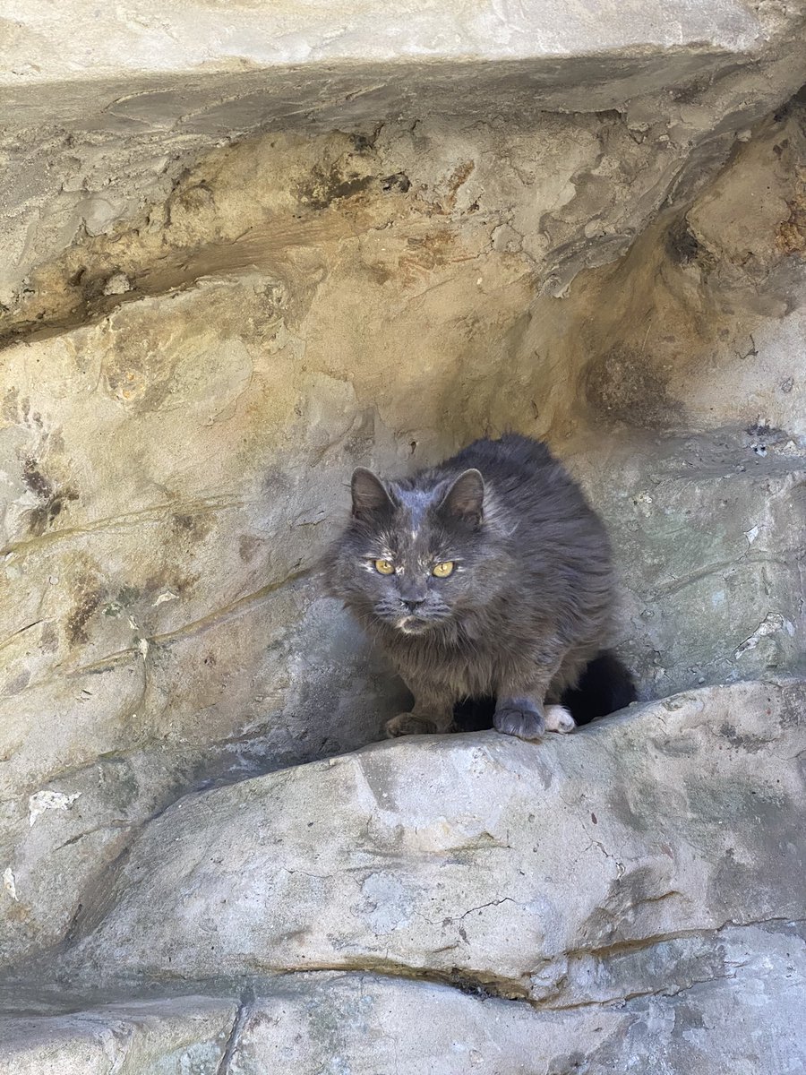 anadurie's tweet image. ⚠️⚠️⚠️⚠️⚠️
Mon chat s’est enfuit aux alentours du jardin public de cassel
 Elle répond au nom de lily 
Si vous la voyez ou si elle est coincée dans votre jardin venez me contacter en dm ou sur Facebook (ana durie) 
Merci à ceux qui retweet 
Elle est très importante à mes yeux