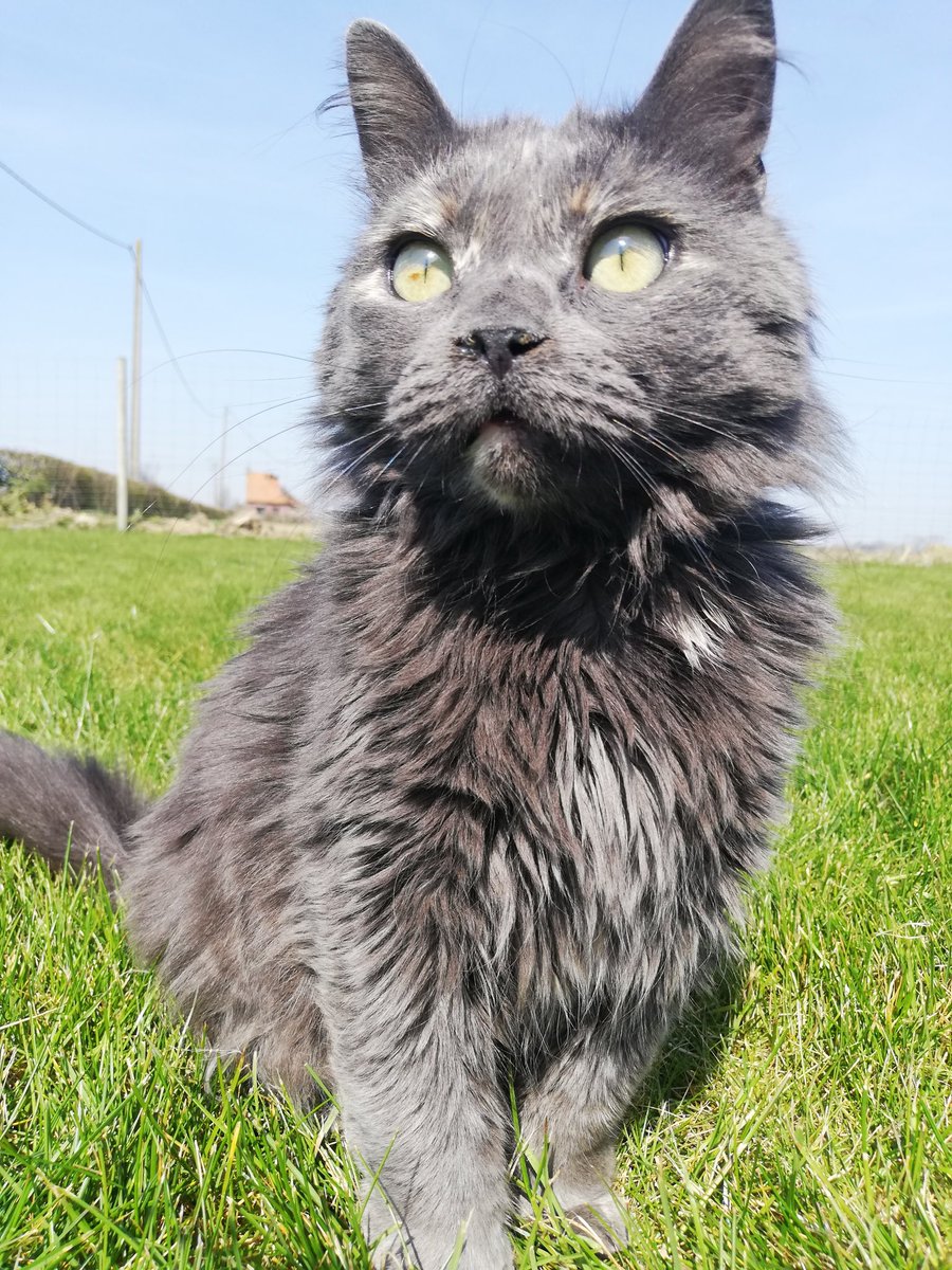 anadurie's tweet image. ⚠️⚠️⚠️⚠️⚠️
Mon chat s’est enfuit aux alentours du jardin public de cassel
 Elle répond au nom de lily 
Si vous la voyez ou si elle est coincée dans votre jardin venez me contacter en dm ou sur Facebook (ana durie) 
Merci à ceux qui retweet 
Elle est très importante à mes yeux