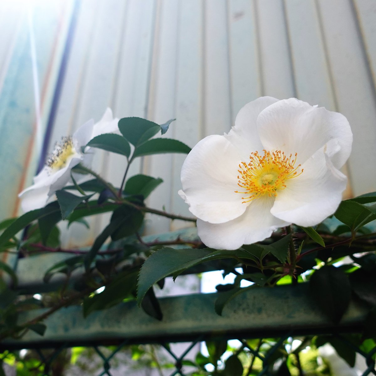 Rosalaevigata Rosalaevigata