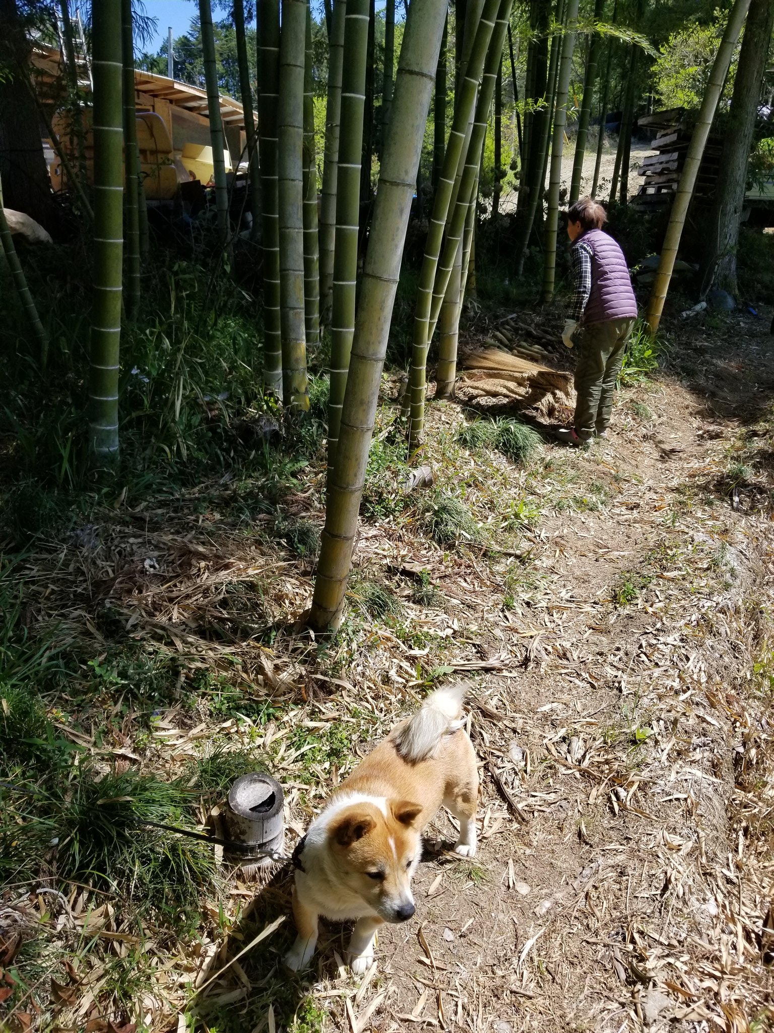 柴犬りんちゃんと愉快なわんこ達 朝からタケノコ掘って肉焼いて食べてイッヌと恵那ドライブデートに行きました何か忙しい１日でした 犬のいる暮らし 犬のいる生活 柴犬のいる暮らし 柴犬 ドライブ ダム たけのこ バーベキュー 恵那 T