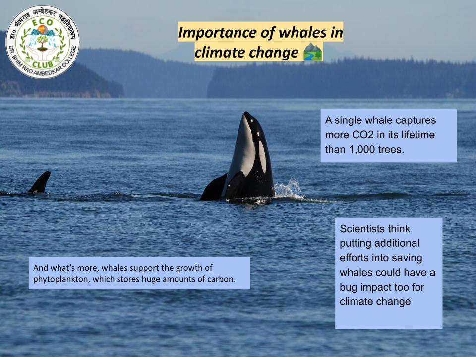 EcoBrac's tweet photo. There are some important facts related to the role of whales in climate change 🐋🐳 💧💧.
 You should know about this. 
#climate #Facts #weeklyfact #whales 
#climatechange https://t.co/hnddxjJ3pm