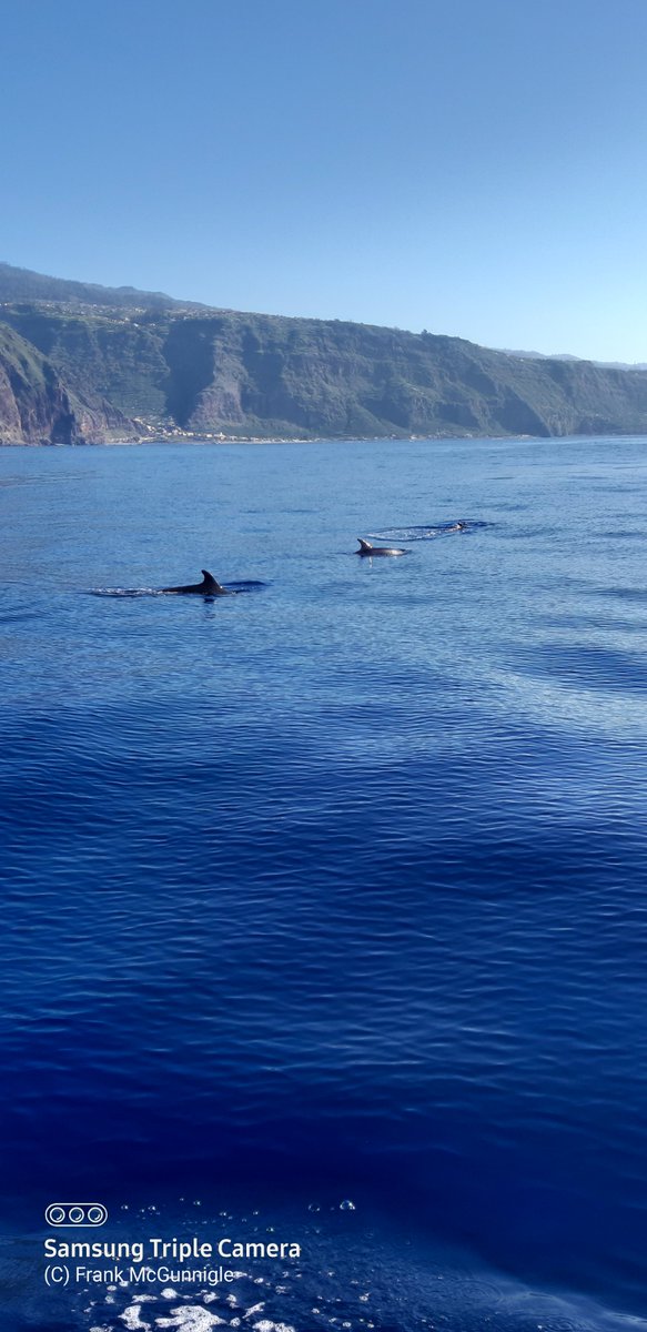 661_aac's tweet photo. @madeira_islands @Madeira @visitportugal Took these on November 2020.#dolphintrust https://t.co/PoTWj0wCfW