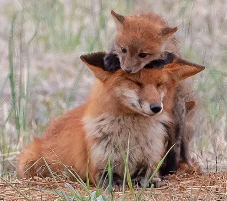 nattmiles3's tweet photo. @foxfinancebsc @Hotbit_news Save the $FOX #FoxFinance https://t.co/x5CabCJhZn