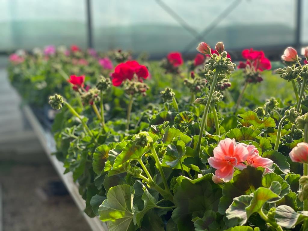 Spadeworkoffham's tweet photo. Beautiful geraniums and pelargoniums in stock #spadework https://t.co/rcm8C6CZ0Z