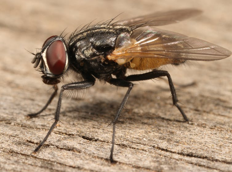 Какие мухи лучше. Musca domestica комнатная Муха. Муха (Musca domestica domestica). Муха обыкновенная комнатная. Муха (насекомое) Двукрылые.