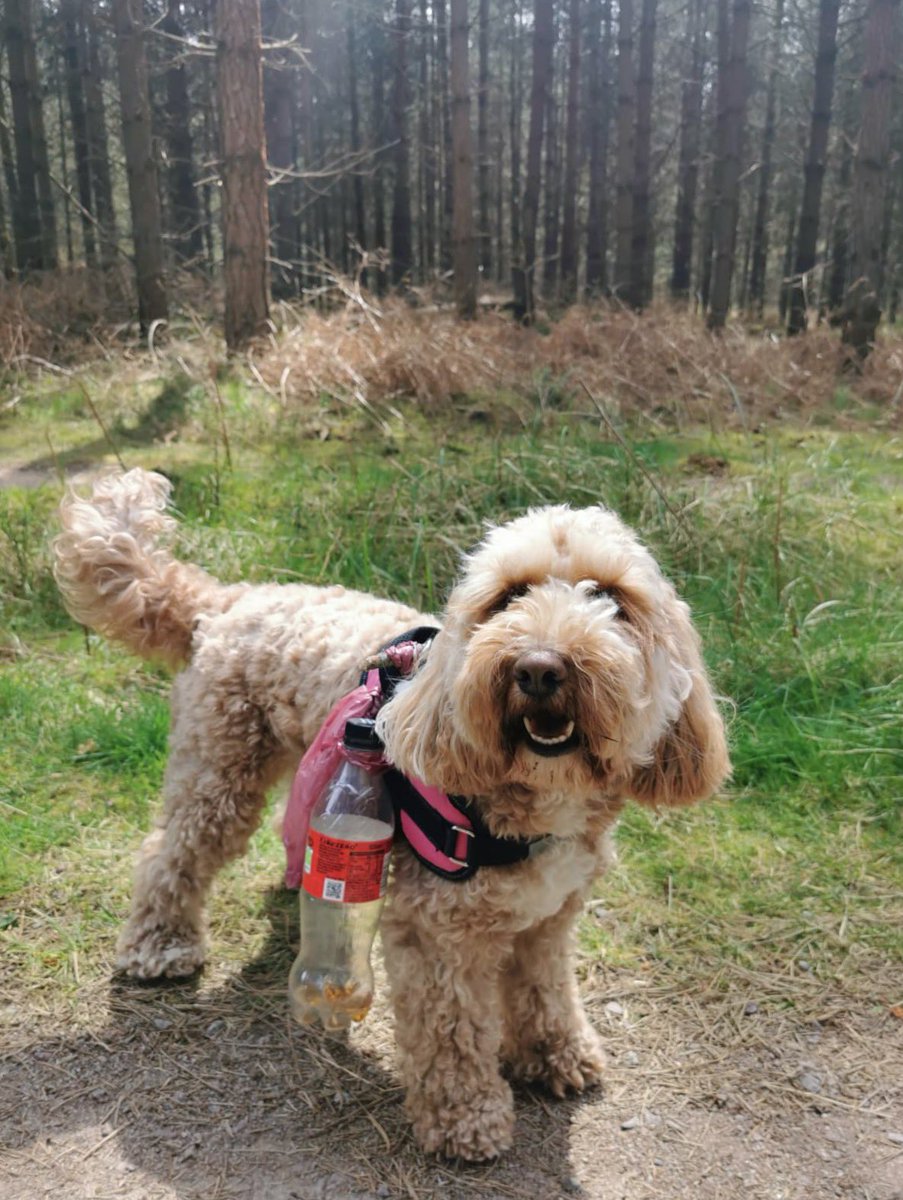 lilymoocockapoo's tweet image. We are being responsible and cleaning up #ThetfordForest as we walk😁 That bottle doesn’t belong to us but we (I) still carried it all the way to the end where the bins were, along with my smelly business! Take your rubbish with you folks👍