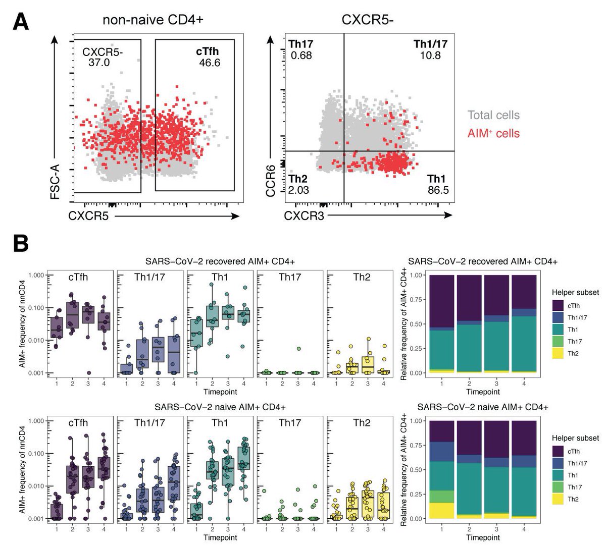 come into contact with this virus again, and that includes it’s variants. Researchers also observed Th1 and T follicular helper (Tfh) cells by the vaccine, were the same helper cells activated during natural SARS-CoV-2 infection. These guys are a specialized subset of CD4+