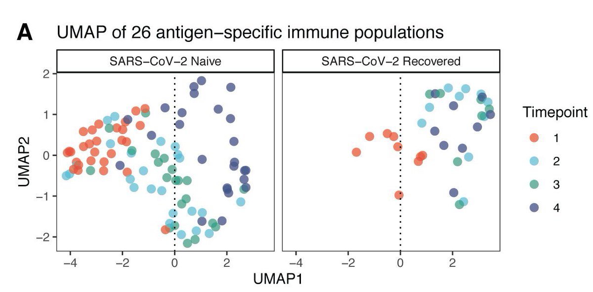 Lastly, researchers compiled these reposted into a UMAP to visualize the overall immune responses against SARS-CoV-2. Their analysis revealed a dynamic and coordinated immune response to vaccination and demonstrates the importance of both doses for those who have not had a