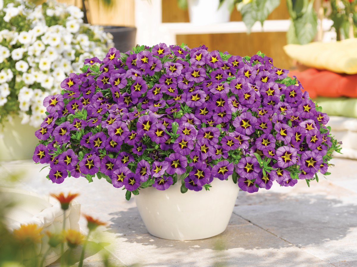Home Depot Canada Coming May 21 To Our Garden Centres The Exclusive Sunny Daze Calibrachoa Is A Brilliant Addition To Any Garden And A Vibrant Purple Colour You Won T Find