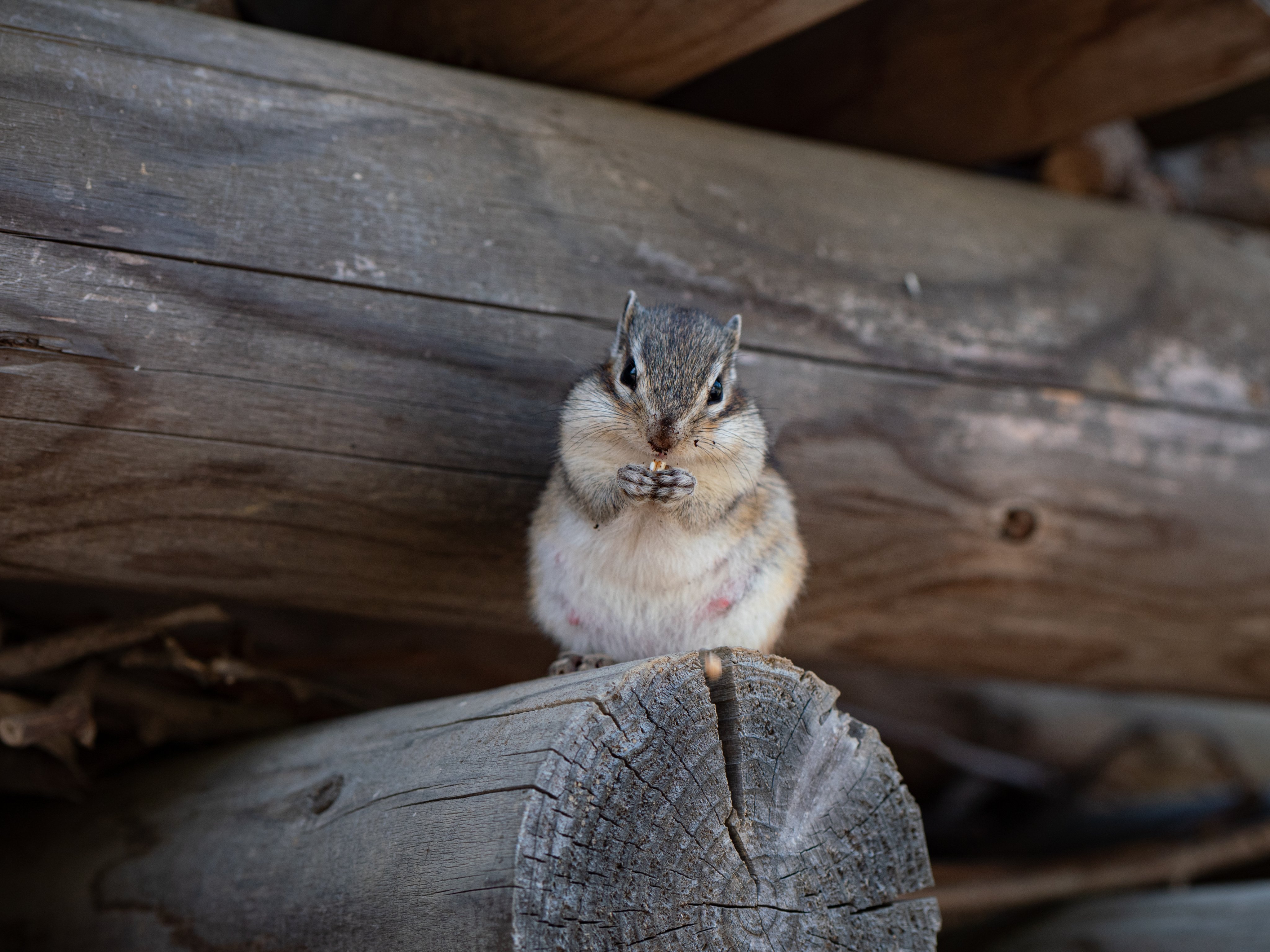 Art55 ぼくはかわいいしまりすだよ りすの家 ようこそりすの家へ リス シマリス Chipmunk T Co Rmrgbvq0ce Twitter