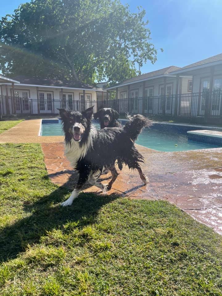 Canine Country Club dog hotel and kennels, doggie daycare boarding, grooming & training in