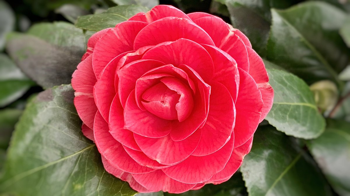 Petal Perfection from Camellia 🌸#Flowers #FlowerHunting #Gardening