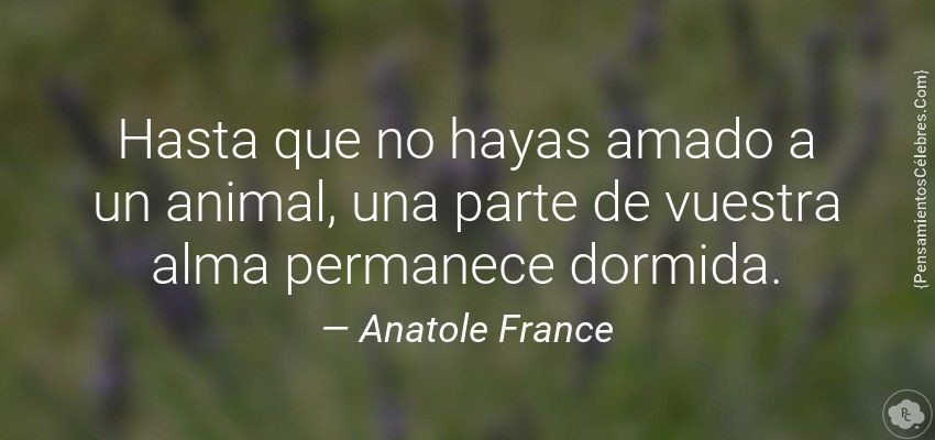 Katubis's tweet photo. @_biyin_ Mi sincero pésame de cat lover a cat lover, saludos y fuerzas que Don Gato estará en nuestros corazones siempre. https://t.co/slEM5tyb6r