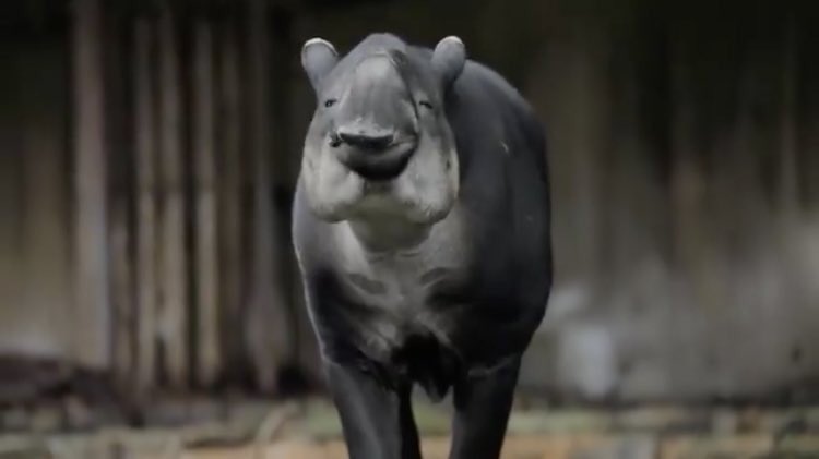 「世界バクの日」お役立ちタグ集！
みんなもガンガン投稿してな！！！！

#Tapir 
#世界バクの日 
#WorldTapirDay 
#マレーバク #MalayanTapir 
#アメリカバク #SouthAmericanTapir 
#ベアードバク #BairdsTapir  
#ヤマバク #MountainTapir 
#カボマニバク #KabomaniTapir