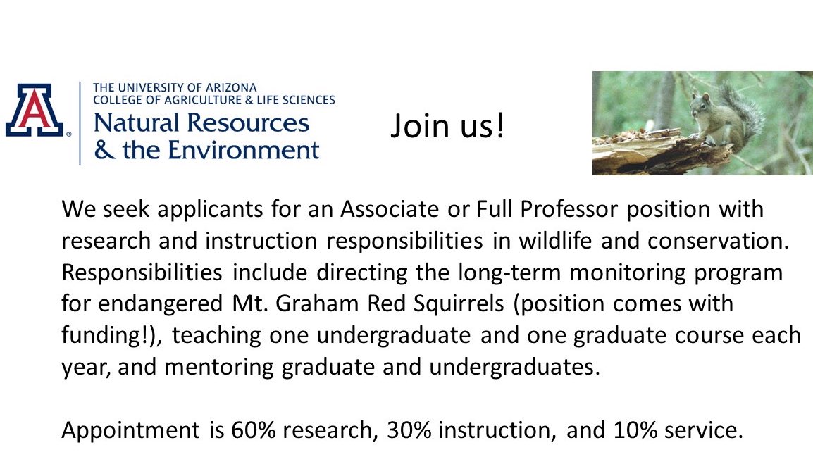 UA School of Natural Resources and the Environment (@uasnre) on Twitter photo 🗣We’re hiring a wildlife faculty member!! Please apply to join us <a href="/uarizona/">University of Arizona</a> and help lead the critically important (and funded) Mount Graham red squirrel project. And please RT!
Full details: arizona.csod.com/ux/ats/careers… 🗣We’re hiring a wildlife faculty member!! Please apply to join us <a href="/uarizona/">University of Arizona</a> and help lead the critically important (and funded) Mount Graham red squirrel project. And please RT!
Full details: arizona.csod.com/ux/ats/careers…